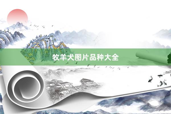 牧羊犬图片品种大全